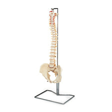 product image Budget Vertebral Column with Stand