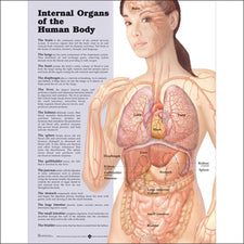 product image Internal Organs of The Human Body Poster