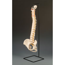 product image Spine Stand