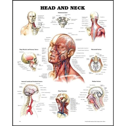 Head &amp; Neck Anatomical Chart